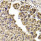 Chaperonin Containing TCP1 Subunit 2 antibody, LS-C335687, Lifespan Biosciences, Immunohistochemistry frozen image 
