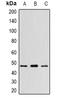 Wnt Family Member 5B antibody, orb382124, Biorbyt, Western Blot image 