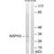Neurexophilin-3 antibody, A14597, Boster Biological Technology, Western Blot image 