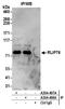 RalA Binding Protein 1 antibody, A304-497A, Bethyl Labs, Immunoprecipitation image 