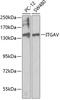 Integrin Subunit Alpha V antibody, 18-493, ProSci, Western Blot image 