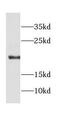 Coatomer Protein Complex Subunit Zeta 1 antibody, FNab01875, FineTest, Western Blot image 