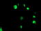ETS domain-containing protein Elk-3 antibody, LS-C173329, Lifespan Biosciences, Immunofluorescence image 