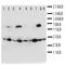 Kallikrein Related Peptidase 10 antibody, orb76334, Biorbyt, Western Blot image 