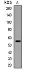CAMP Responsive Element Binding Protein 3 antibody, orb382685, Biorbyt, Western Blot image 