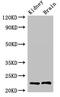 Calcineurin Like EF-Hand Protein 1 antibody, CSB-PA860773LA01HU, Cusabio, Western Blot image 