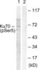 X-Ray Repair Cross Complementing 6 antibody, LS-C199177, Lifespan Biosciences, Western Blot image 