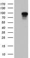 Beaded Filament Structural Protein 1 antibody, TA804079, Origene, Western Blot image 