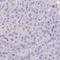 C1q And TNF Related 8 antibody, HPA056438, Atlas Antibodies, Immunohistochemistry frozen image 