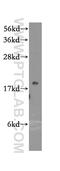 Mitochondrial Ribosomal Protein S25 antibody, 15277-1-AP, Proteintech Group, Western Blot image 