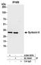 Syntaxin-6 antibody, A304-397A, Bethyl Labs, Immunoprecipitation image 