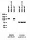 Potassium Voltage-Gated Channel Subfamily B Member 1 antibody, 73-014, Antibodies Incorporated, Immunohistochemistry frozen image 