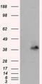 Pleckstrin antibody, TA500903, Origene, Western Blot image 