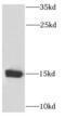 Protein Phosphatase 3 Regulatory Subunit B, Alpha antibody, FNab06731, FineTest, Western Blot image 