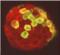 PRL-R antibody, ALX-803-005-C100, Enzo Life Sciences, Immunohistochemistry frozen image 