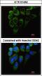 Tyrosyl-TRNA Synthetase antibody, LS-C109345, Lifespan Biosciences, Immunofluorescence image 