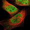 Cilia And Flagella Associated Protein 36 antibody, NBP1-93513, Novus Biologicals, Immunocytochemistry image 