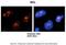 Nucleolin antibody, 29-352, ProSci, Western Blot image 