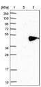 Pan Endothelial Cell Marker antibody, NBP1-88155, Novus Biologicals, Western Blot image 