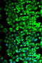 Thromboxane A Synthase 1 antibody, 14-947, ProSci, Immunofluorescence image 