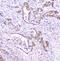 Cytidine Deaminase antibody, A01578-1, Boster Biological Technology, Immunohistochemistry frozen image 