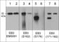 Microtubule Associated Protein RP/EB Family Member 3 antibody, EP5121, ECM Biosciences, Western Blot image 