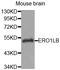 ERO1-like protein beta antibody, LS-C332714, Lifespan Biosciences, Western Blot image 