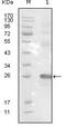 Ephrin type-B receptor 3 antibody, MA5-15394, Invitrogen Antibodies, Western Blot image 