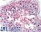 Follicle-stimulating hormone receptor antibody, LS-A2231, Lifespan Biosciences, Immunohistochemistry paraffin image 