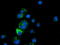 Caseinolytic Mitochondrial Matrix Peptidase Proteolytic Subunit antibody, TA501988, Origene, Immunofluorescence image 