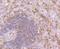 Calpain 1 antibody, NBP2-76952, Novus Biologicals, Immunohistochemistry paraffin image 