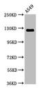 RAN Binding Protein 17 antibody, CSB-PA872481LA01HU, Cusabio, Western Blot image 