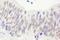 NBS antibody, A301-290A, Bethyl Labs, Immunohistochemistry frozen image 