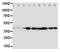 CRK Like Proto-Oncogene, Adaptor Protein antibody, PA1808, Boster Biological Technology, Western Blot image 