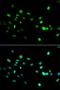 HNF-4-alpha antibody, LS-C331883, Lifespan Biosciences, Immunofluorescence image 