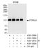 Protein Tyrosine Phosphatase Non-Receptor Type 12 antibody, A301-302A, Bethyl Labs, Immunoprecipitation image 
