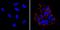 SSEA4 antibody, MA1-021-PE, Invitrogen Antibodies, Immunofluorescence image 