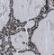 Germ Cell-Less 1, Spermatogenesis Associated antibody, FNab03519, FineTest, Immunohistochemistry paraffin image 