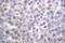 Histone Cluster 4 H4 antibody, LS-C178242, Lifespan Biosciences, Immunohistochemistry frozen image 