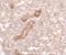 Caveolae Associated Protein 3 antibody, NBP2-81847, Novus Biologicals, Immunohistochemistry paraffin image 