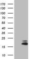 VIP peptides antibody, TA806858, Origene, Western Blot image 