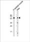 Solute Carrier Family 29 Member 2 antibody, PA5-72317, Invitrogen Antibodies, Western Blot image 
