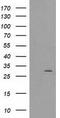 SCP1 antibody, TA502208, Origene, Western Blot image 