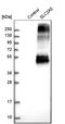 Solute Carrier Family 2 Member 5 antibody, HPA005449, Atlas Antibodies, Western Blot image 