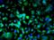 Ubiquitin C antibody, GTX51517, GeneTex, Immunofluorescence image 