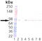 Heat shock protein HSP 90-beta antibody, ADI-SPA-842-D, Enzo Life Sciences, Western Blot image 