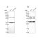 DnaJ Heat Shock Protein Family (Hsp40) Member C17 antibody, PA5-59475, Invitrogen Antibodies, Western Blot image 