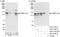 CCAAT/enhancer-binding protein zeta antibody, A303-154A, Bethyl Labs, Western Blot image 