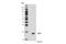 Spermidine/Spermine N1-Acetyltransferase 1 antibody, 61586S, Cell Signaling Technology, Western Blot image 