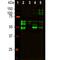 Microtubule Associated Protein Tau antibody, NBP2-50051, Novus Biologicals, Western Blot image 